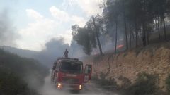 حريق يلتهم 300 دونم من حقول الزيتون في جنين