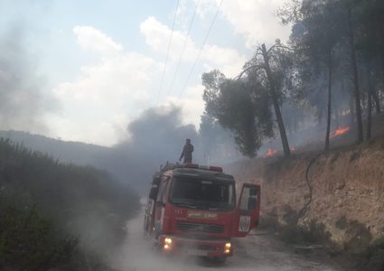 حريق يلتهم 300 دونم من حقول الزيتون في جنين