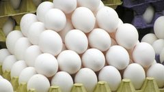 زراعة غزة تتلف نصف مليون بيضة بقطاع غزة منذ بداية العام الحالي