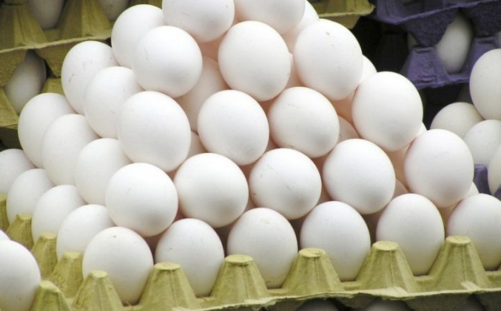زراعة غزة تتلف نصف مليون بيضة بقطاع غزة منذ بداية العام الحالي