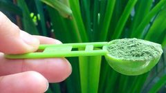 ما هي أهم فوائد عشبة القمح ؟