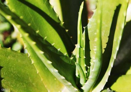 أبرز فوائد نبات الألوفيرا