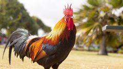ديك شرس يفتك بعجوز سبعينية في أستراليا !