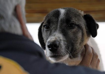 شاهد كلبة تحفر في أنقاض مبنى متهدم للعثور على جراءها