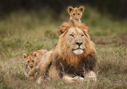 شاهد لحظة تعرف شبل أسد على والده للمرة الأولى