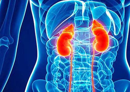 ما هي الأطعمة التي تحسن وظائف الكلى ؟