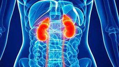 ما هي الأطعمة التي تحسن وظائف الكلى ؟