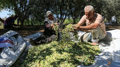 الزراعة: موسم الزيتون القادم سيكون الأفضل منذ أعوام