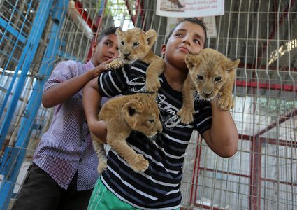 غزة: 3 أشبال في حديقة حيوان برفح تثير اهتمام واعجاب روادها