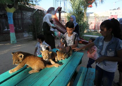 غزة: 3 أشبال في حديقة حيوان برفح تثير اهتمام واعجاب روادها