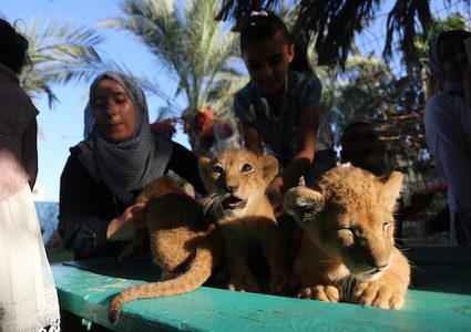 غزة: 3 أشبال في حديقة حيوان برفح تثير اهتمام روادها