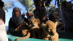 غزة: 3 أشبال في حديقة حيوان برفح تثير اهتمام روادها