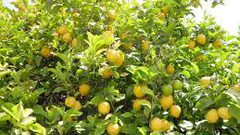 فوائد كبيرة لليمون تعرفوا عليها