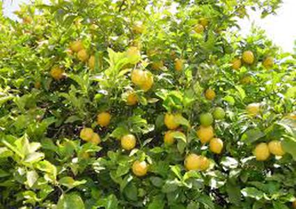 فوائد كبيرة لليمون تعرفوا عليها