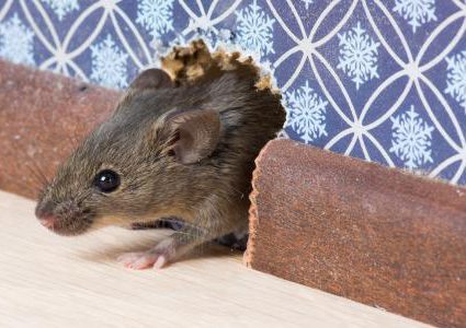 دراسة علمية: الفئران تستمتع بلعبة الغميضة مع البشر