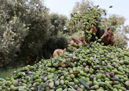 حملة لقطف الزيتون في المناطق المهددة بالمصادرة