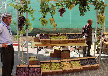 أيام العنب الخليلي تُعيد للعنب مجده في البلدة القديمة