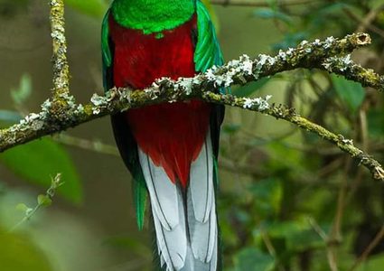 "طائر الكويتزال" يفضل الموت على تقييد حريته