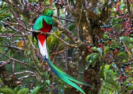 "طائر الكويتزال" يفضل الموت على تقييد حريته
