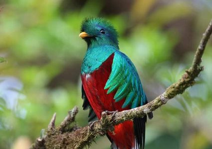 "طائر الكويتزال" يفضل الموت على تقييد حريته