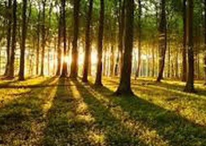 دراسة: التنزه في الغابات الخضراء أفضل وسيلة للتمتع بالاسترخاء