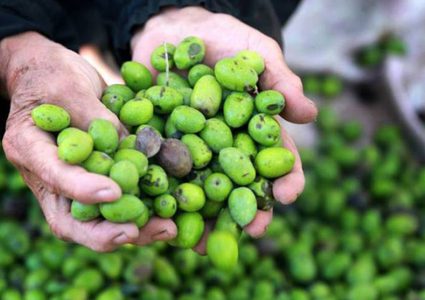 الإعلان عن موعد بدء قطف الزيتون