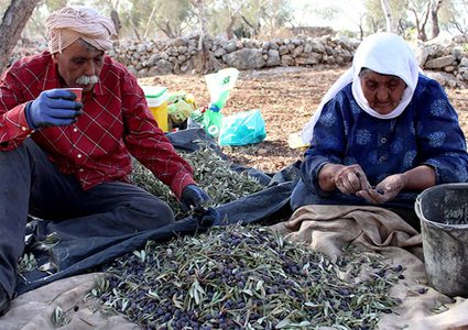 وزارة الزراعة: سنة ماسية لموسم الزيتون