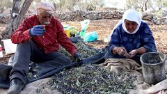 وزارة الزراعة: سنة ماسية لموسم الزيتون