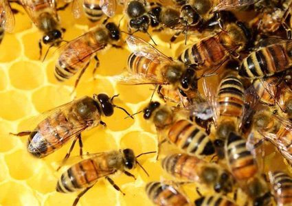 قريبا.. تدريب النحل ليحل محل الكلاب البوليسية