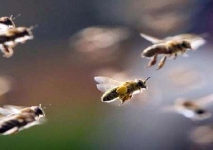 سرب من النحل يتسبب في تأخير إقلاع طائرة هندية