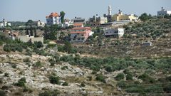 الاحتلال ينفذ مجزرة بحق عشرات أشجار الزيتون