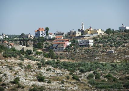 الاحتلال ينفذ مجزرة بحق عشرات أشجار الزيتون