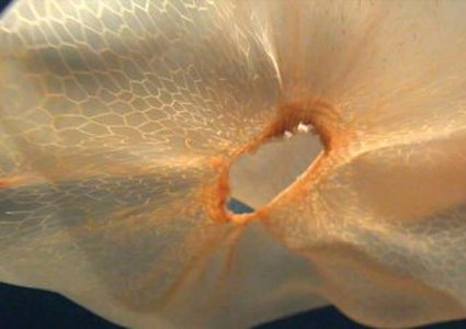 اكتشاف سر حيوان بحري أثار حيرة واستغراب علماء البحار