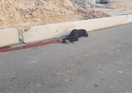 "أمنستي" تطالب بالتحقيق مع "إسرائيل"