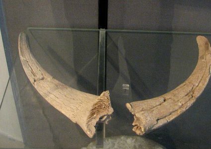 قرون الشيطان تنمو على رأس مزارع هندي