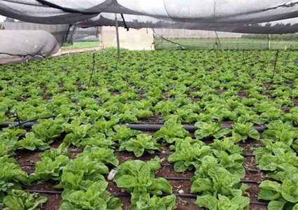 الاردن: لن نتردد في استيراد حاجتنا من فلسطين