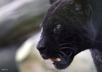 نمر أسود  يصتاد "لص"