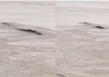 اكتشاف وحش مائي ضخم في الصين