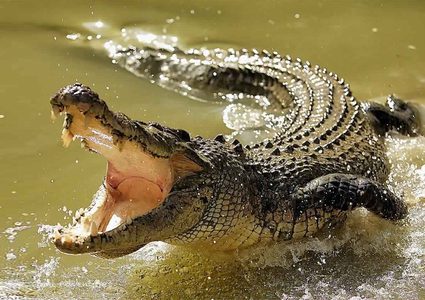 شاهد لحظة اعتراض تماسيح طريق سيارة