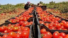 "الزراعة": قرار وقف استيراد 9 منتجات من "اسرائيل" قديم
