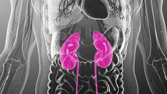 أبرز أعراض التهاب الكلى