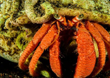 سرطان البحر يغزو شاطئًا في تايلند