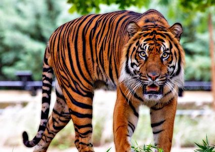 المدينة المنورة..نمر يفترس عاملا وعدة حيوانات بعد هروبه من مزرعة