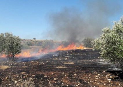 احتراق مئات اشجار الزيتون واللوزيات في محافظة جنين