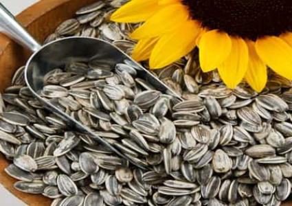 ما هي أبرز فوائد بذور دوار الشمس للبشرة ؟