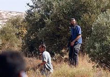 مستوطنون يسرقون ثمار الزيتون شرق سلفيت