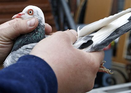 حمامة كادت أن تتسبب في كارثة في السعودية