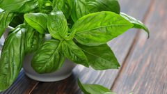 فوائد رائعة للريحان تعرفوا عليها