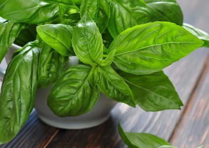 فوائد رائعة للريحان تعرفوا عليها