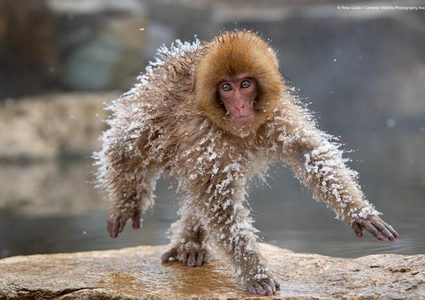 شاهد الصور المرشّحة لجائزة التصوير الفوتوغرافي للحياة البرية 2019